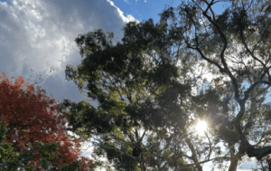 ASX Small Cap Wrap ep3 – Catapult (ASX: CAT) AVA Risk Group (ASX: AVA) & XRF Scientific (ASX: XRF)